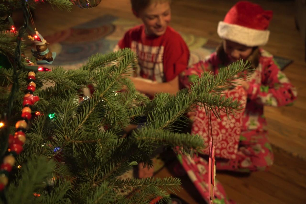 2022 Cut Your Own Christmas Tree Colorado Cut Your Own Christmas Tree Winter Park Colorado